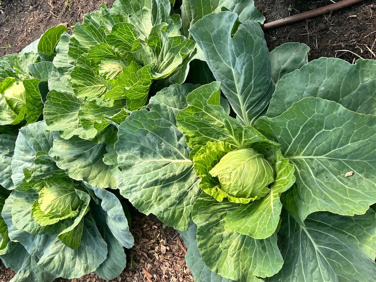 Cabbage