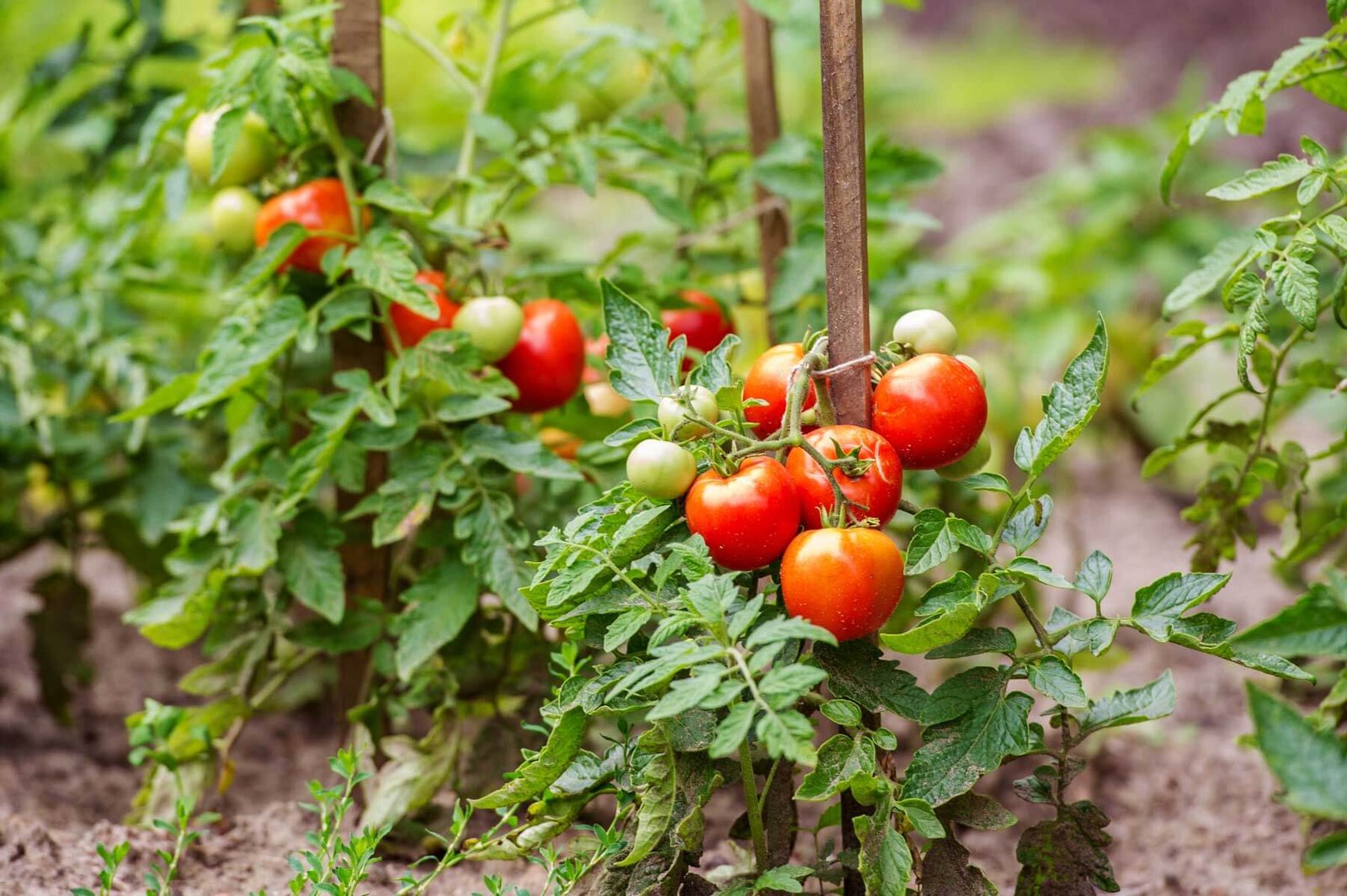 Tomato