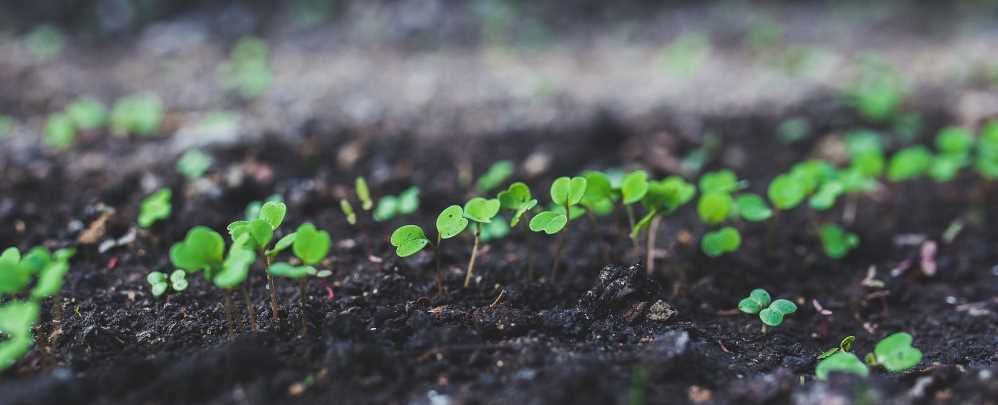 Plants